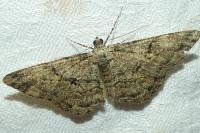 Peribatodes rhomboidaria