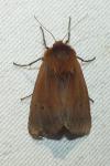 Phragmatobia fuliginosa