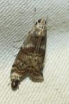 Phycita roborella