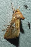 Plusia festucae