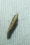 Plutella xylostella