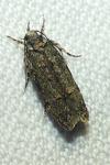 Psoricoptera gibbosella