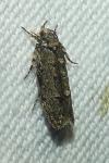 Psoricoptera gibbosella