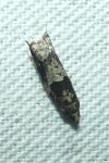 Rhopobota naevana