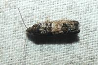 Spilonota ocellana