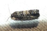 Spilonota ocellana
