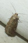 Spodoptera exigua