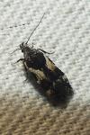 Teleiodes luculella