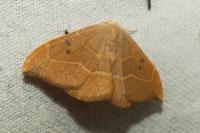 Watsonalla binaria