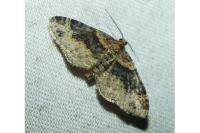 Xanthorhoe ferrugata