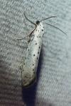 Yponomeuta