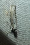 Yponomeuta