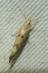 Ypsolopha alpella