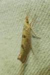 Ypsolopha alpella