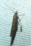 Ypsolopha ustella