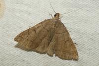 Zanclognatha lunalis