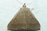Zanclognatha lunalis