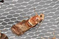 Acrobasis tumidana