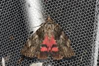 Catocala promissa
