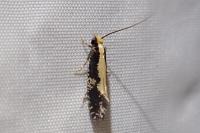 Monopis obviella