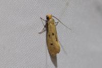 Tinea trinotella