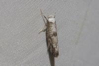 Paraswammerdamia albicapitella