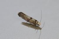Paraswammerdamia nebulella