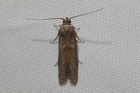 Blastobasis phycidella
