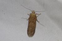 Bryotropha terrella