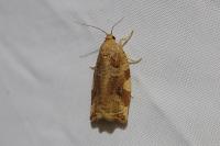Archips xylosteana