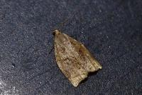 Archips rosana