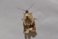 Acleris variegana