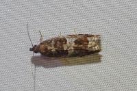 Ancylis achatana