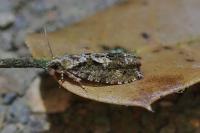 Zeiraphera isertana