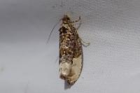 Hedya nubiferana