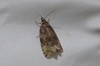 Celypha lacunana