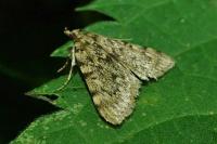 Aglossa pinguinalis