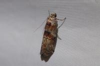Phycita roborella