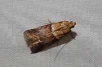 Acrobasis repandana