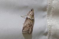Acrobasis consociella