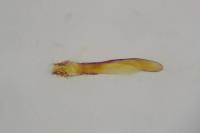 Phycitodes inquinatella