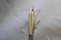 Crambus pascuella
