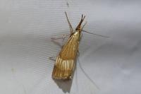 Chrysocrambus linetella