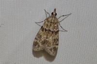 Eudonia mercurella
