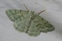 Pseudoterpna pruinata