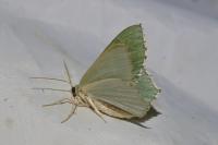 Hemithea aestivaria
