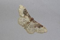 Idaea rusticata