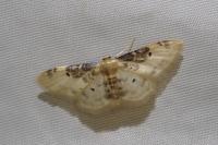 Idaea filicata