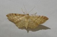 Idaea fuscovenosa