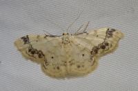 Idaea trigeminata